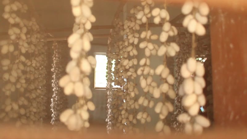 Strings of pale silk cocoons hanging in rows in a sunlit room